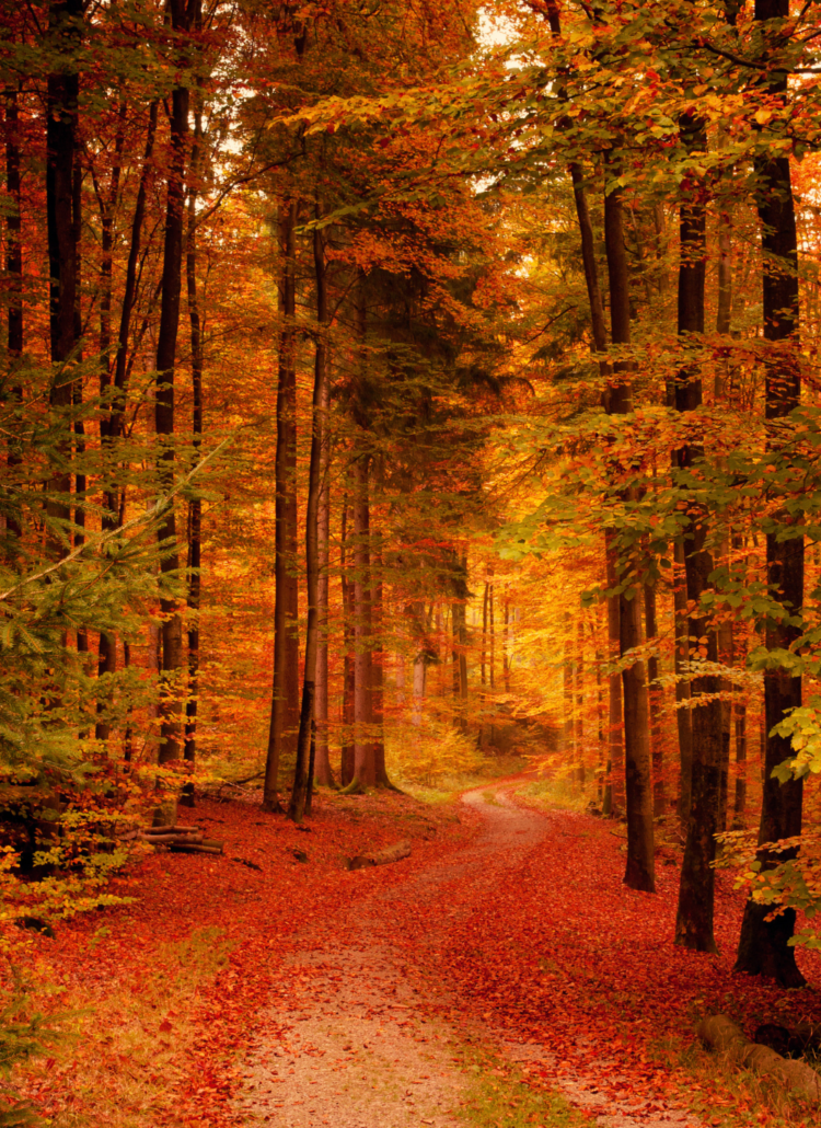 fall bucket list for couples