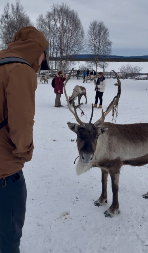 feeding reindeer Sweden