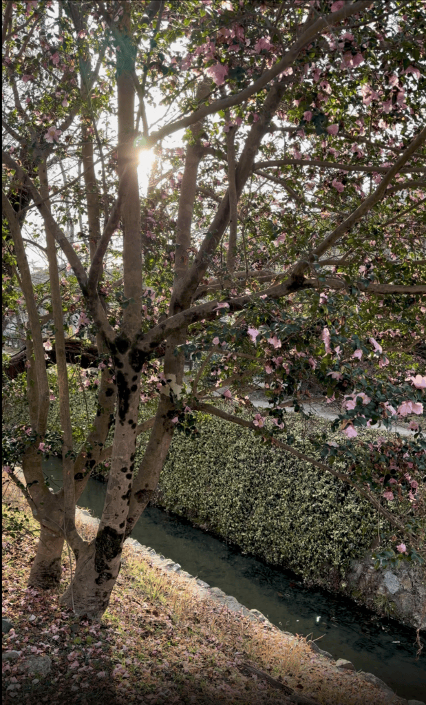 5 Cafes to try in Kyoto